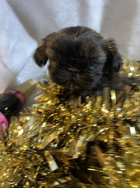 Shih Tzu puppy for sale + 66970