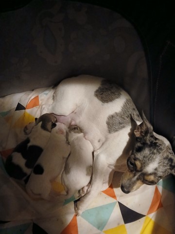 2 Chihuahua Female Puppies Ready Christmas Eve