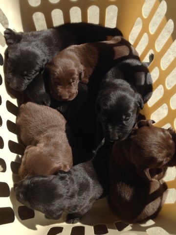 Beautiful AKC Registered Lab Puppies