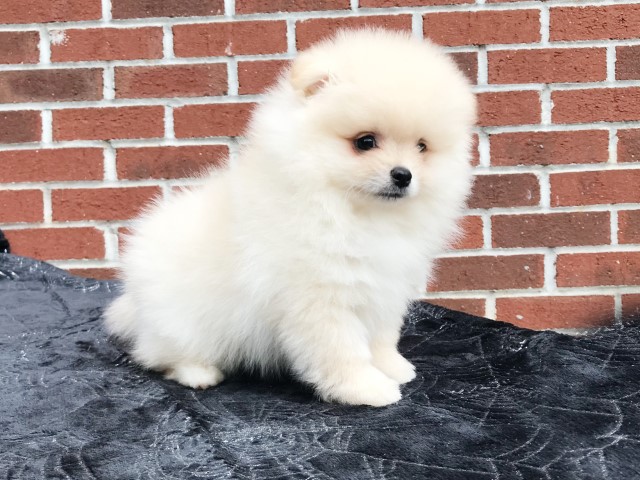 Pomeranian puppy for sale + 66172