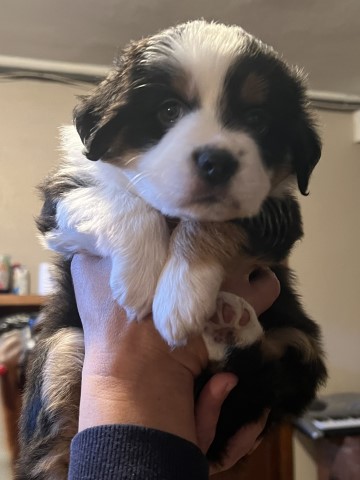 Miniature Australian Shepherd puppy for sale + 64124