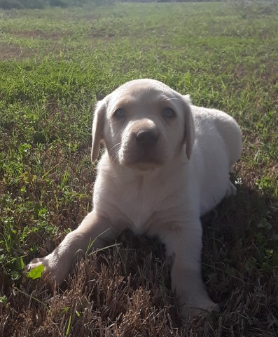AKC Chocolate and Yellow Lab Puppies