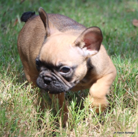 French Bulldog puppy for sale + 66403