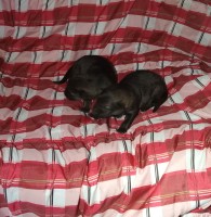 German Shepherd Litter German Shepherd Dog for sale/adoption