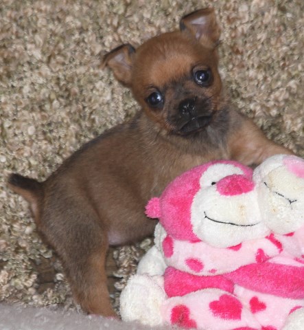 Brussels Griffon puppy for sale + 51396