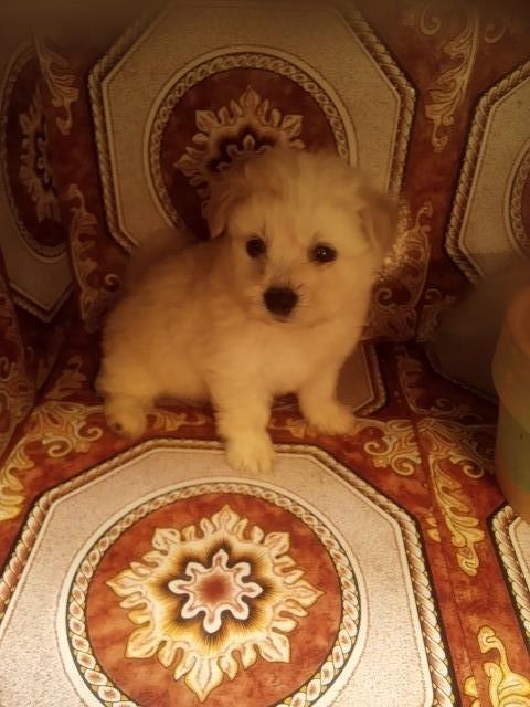 Maltipoo or Shih-TzuPoo or Dachshund  Puppies-Caldwell, Texas 979-567-3144