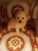 Maltipoo or Shih-TzuPoo or Dachshund  Puppies-Caldwell, Texas 979-567-3144 Maltipoo for sale/adoption