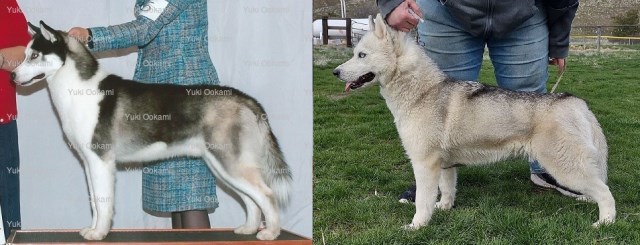 Siberian Husky puppy for sale + 65243