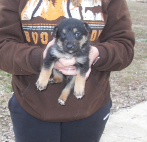 German Shepherd Dog puppy for sale + 60407