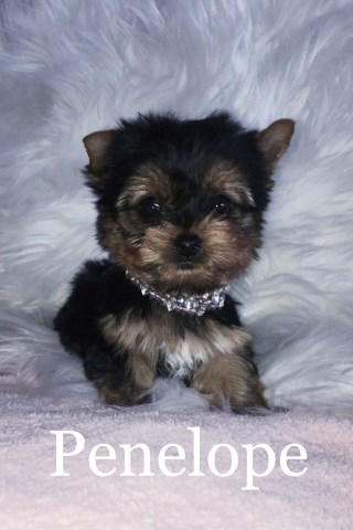 Yorkie Puppies for Sale in Northern California