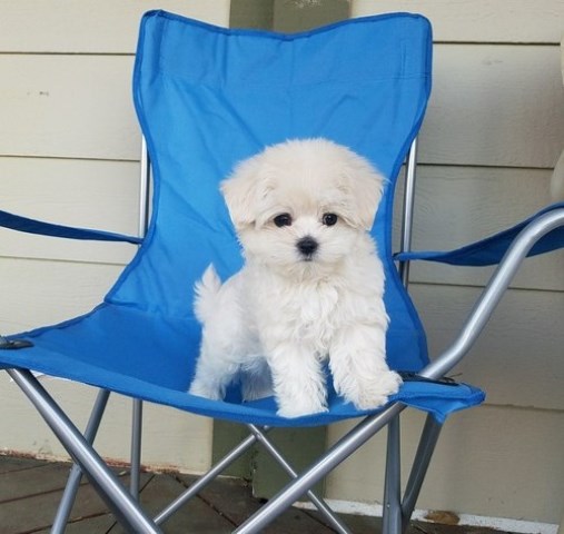 quality snow white Maltese puppies available now.
