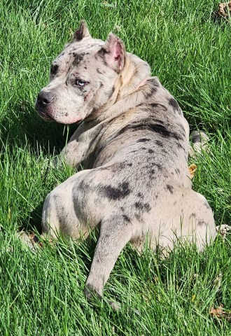 American Pit Bull Terrier puppy for sale + 66528