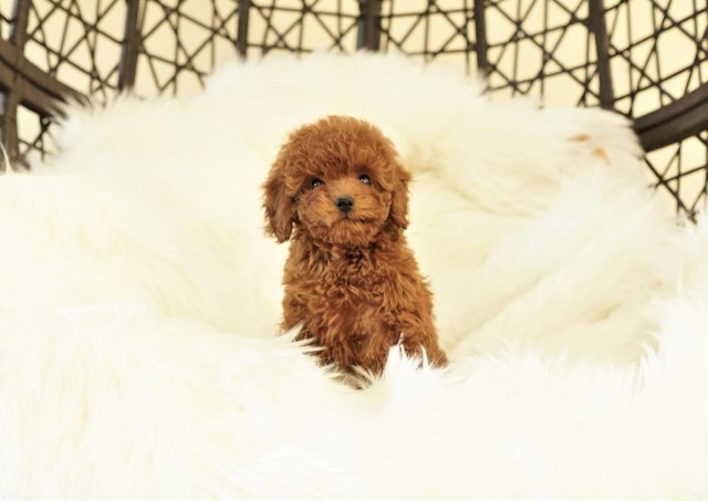 Poodle Miniature puppy dog for sale in Fullerton, California