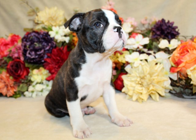 Boston Terrier puppy for sale + 66013