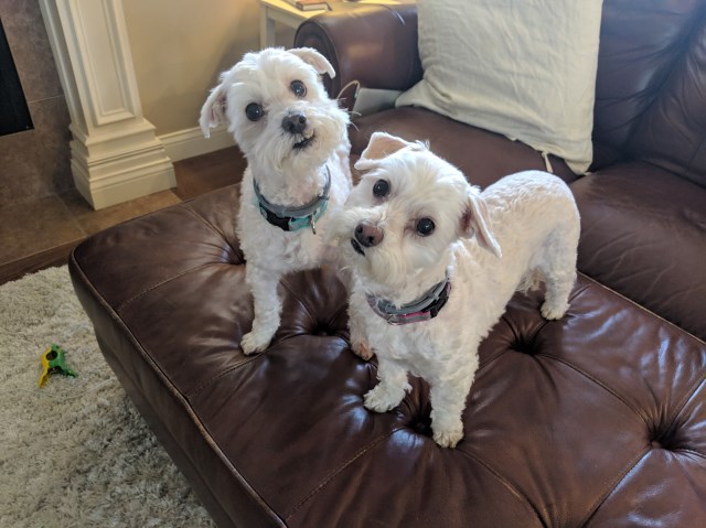 Relocating Overseas and Need a Home for 2 Maltese Mix Boy and Girl (Brother and Sister)