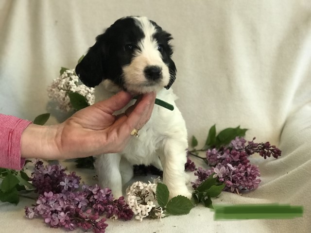Black and White Pyredoodle Ready to go home May 22! Green collar