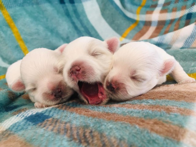 purebred MALTESE puppies!