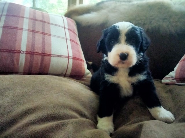 Bernese Mountain Dog puppy for sale + 64873