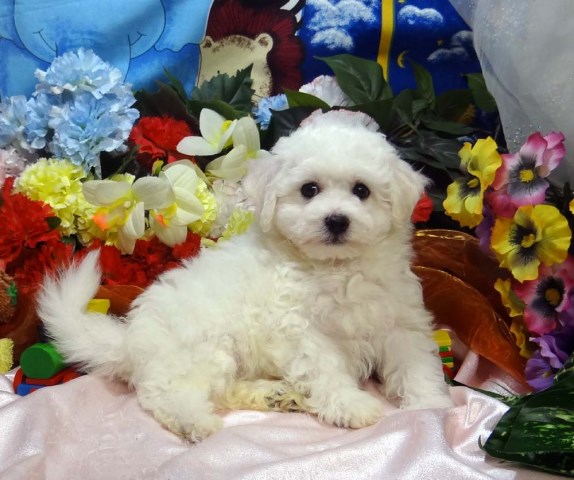 Bichon Frise puppy for sale + 50026