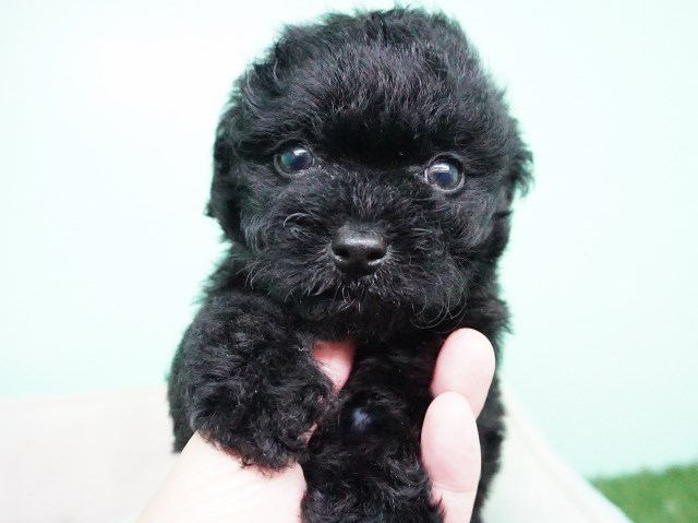 Maltipoo Puppy- Female- Megan ($1,299)