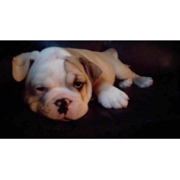 English Bulldogs Sterling Heights Michigan