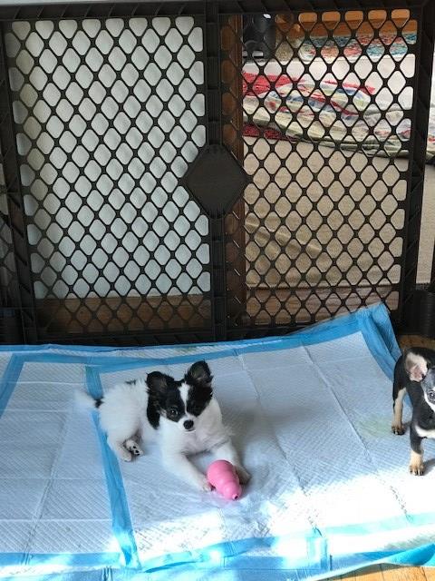 AKC Chihuahua Long Coat Female