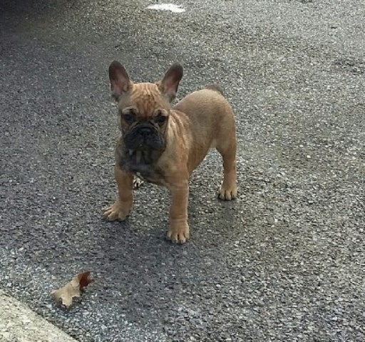 AKC French Bulldog Puppies Available!