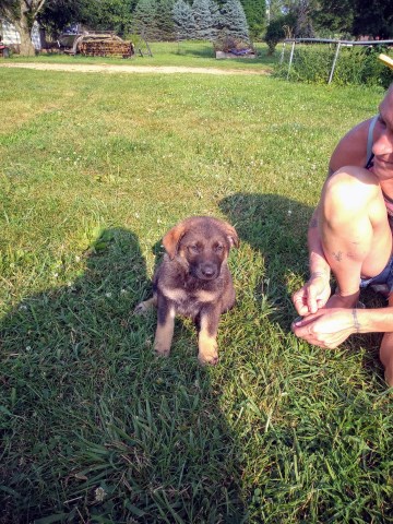 German Shepherd puppies