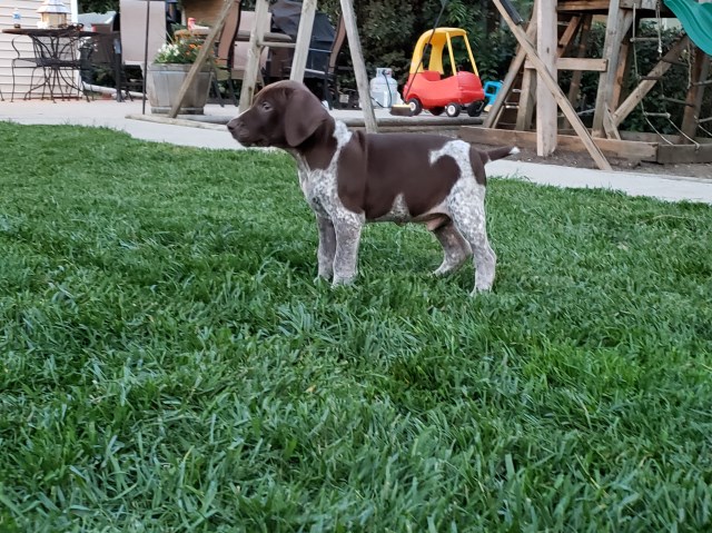 German shorthair puppies