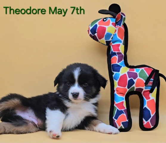 Theodore! 100% MAS