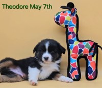 Theodore! 100% MAS Miniature Australian Shepherd for sale/adoption