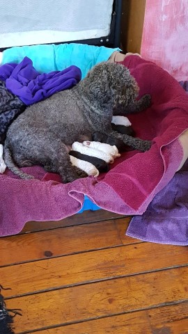 Retired AKc Lagotto girl LOLA 8 years old.