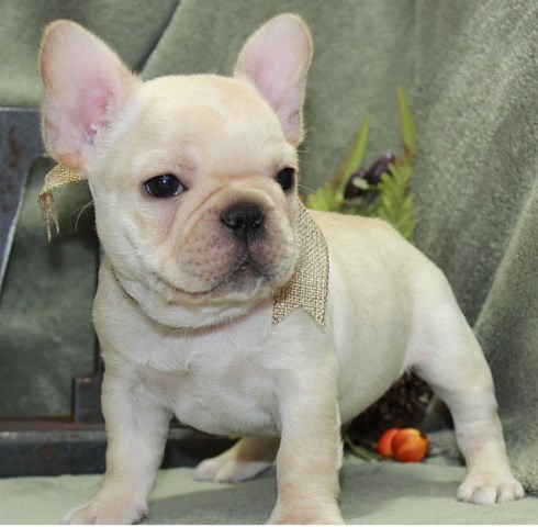 French Bulldog puppy dog for sale in Raleigh, North Carolina