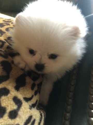 Pomeranian puppy for sale + 62831