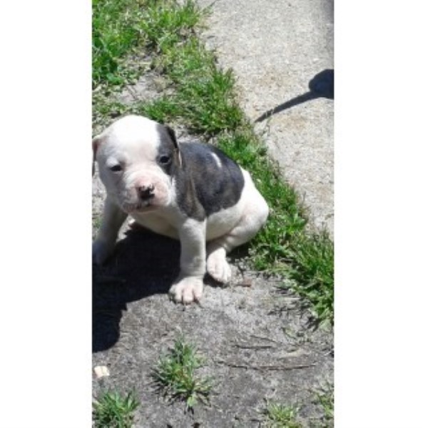American Bulldog puppy for sale + 45502