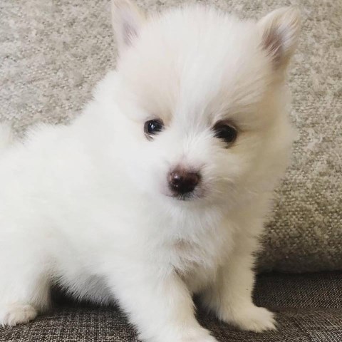 Pomeranian puppy for sale + 54410