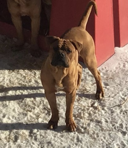 Dogue de Bordeaux 8 weeks old (French Mastiff) Black Mask Male