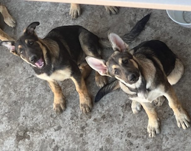 German Shepherd Dog puppy for sale + 63742