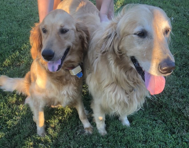 Golden Retriever puppy dog for sale in Statesville, North ...