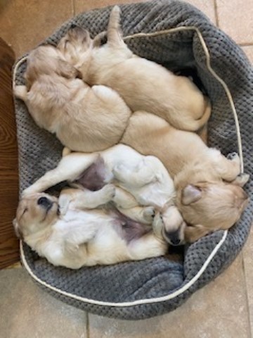 Golden Retriever puppies