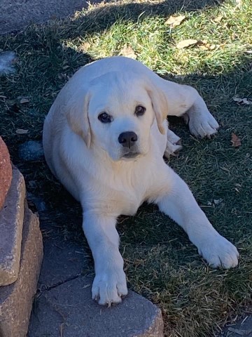 WHITE/CREAM GOLDADORS GOLDEN X LAB