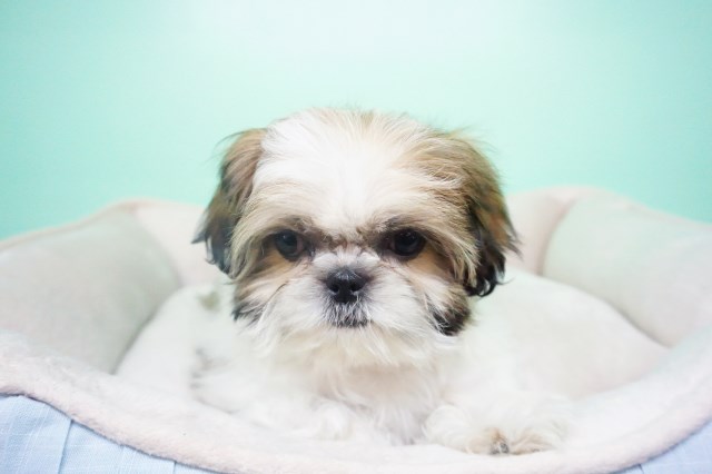 Shihtzu Puppy – Male- Hamilton ($1,399) CKC Registered