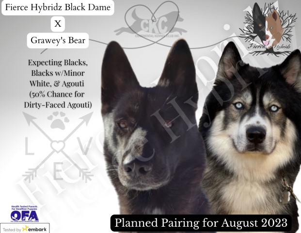 Upcoming Gerberian Shepsky Pairing for August 2023