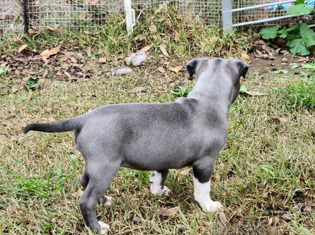 American Pitbull Terrier Puppies