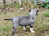 American Pitbull Terrier Puppies American Pit Bull Terrier for sale/adoption