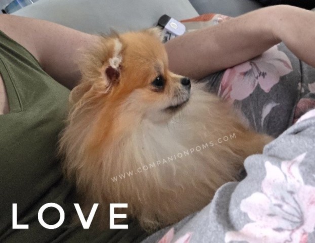 Pomeranian puppy for sale + 66743