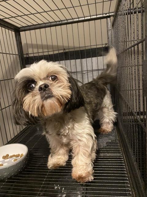 Female Shih Tzu