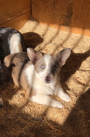 Pembroke Welsh Corgi puppy for sale + 51228