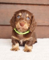 Mini Dachshund Puppies Dachshund for sale/adoption