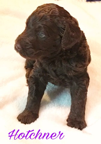 Poodle Standard puppy for sale + 49296